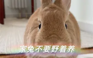 Download Video: 野兔hare家兔rabbit，不一样哦