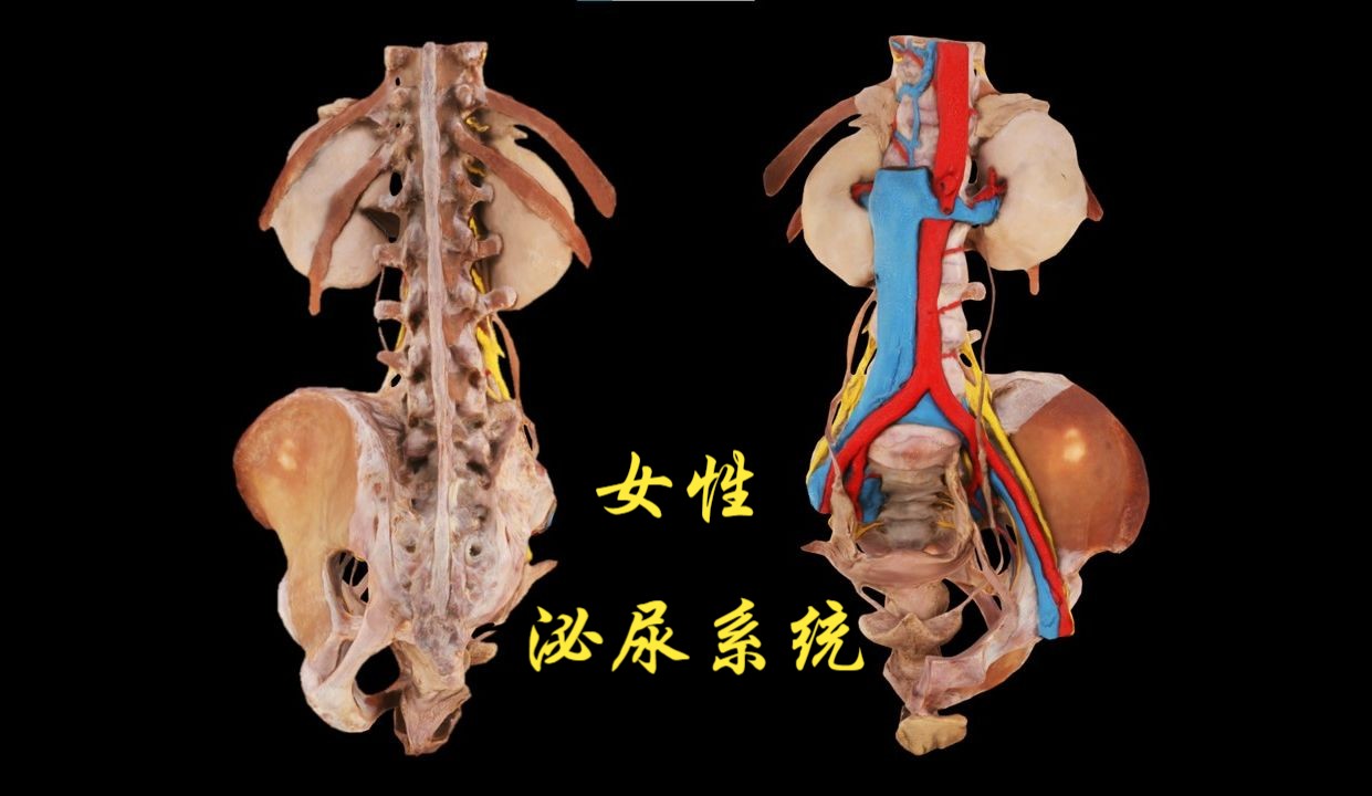 女性的泌尿系统哔哩哔哩bilibili