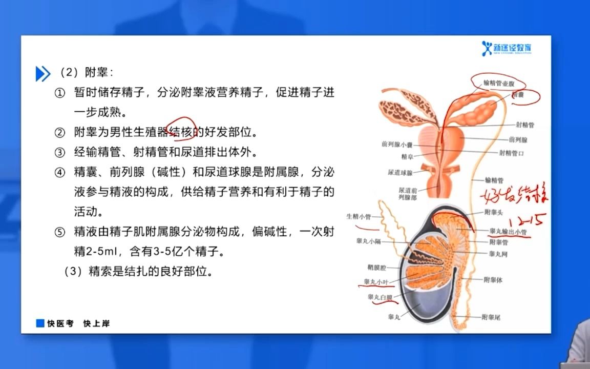 第六章 生殖系统 第一节 男性解剖学哔哩哔哩bilibili