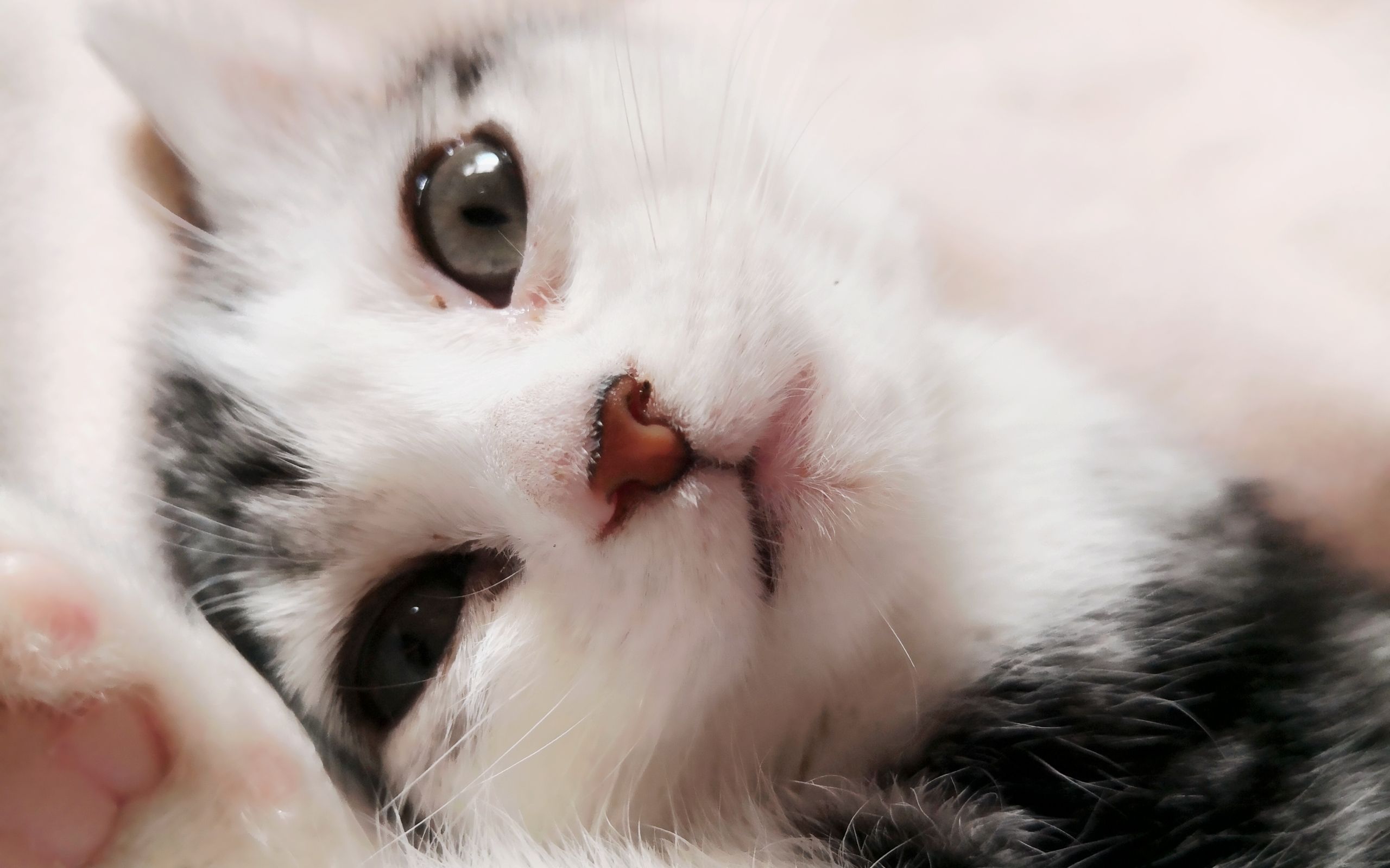 【豆子】怒搓猫头_哔哩哔哩 (゜-゜)つロ 干杯~-bilibili