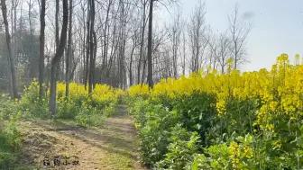 下载视频: 湖北省乡镇之间解封了！