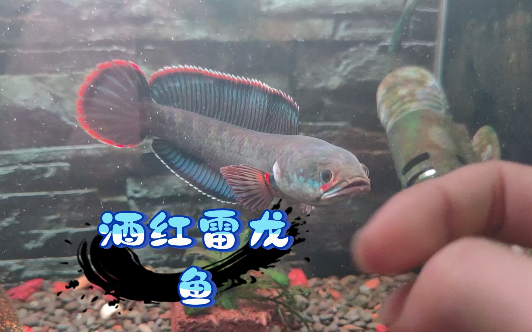 酒红雷龙鱼
