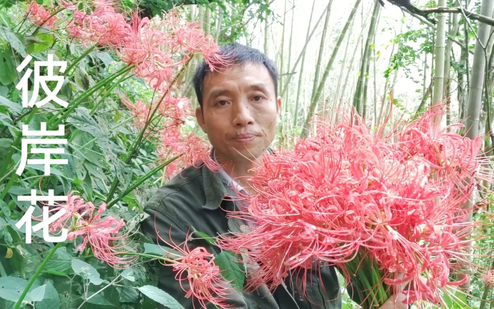 彼岸花开了,传说中盛开在阴阳两界,这里漫山遍野,真的太漂亮了哔哩哔哩bilibili