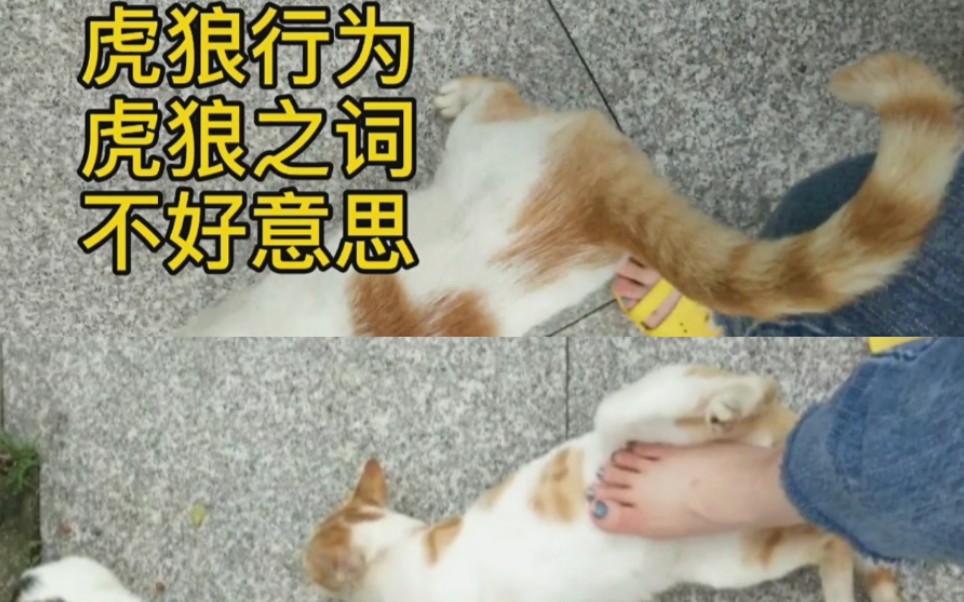 小公猫juju特别求撸的一天哔哩哔哩bilibili