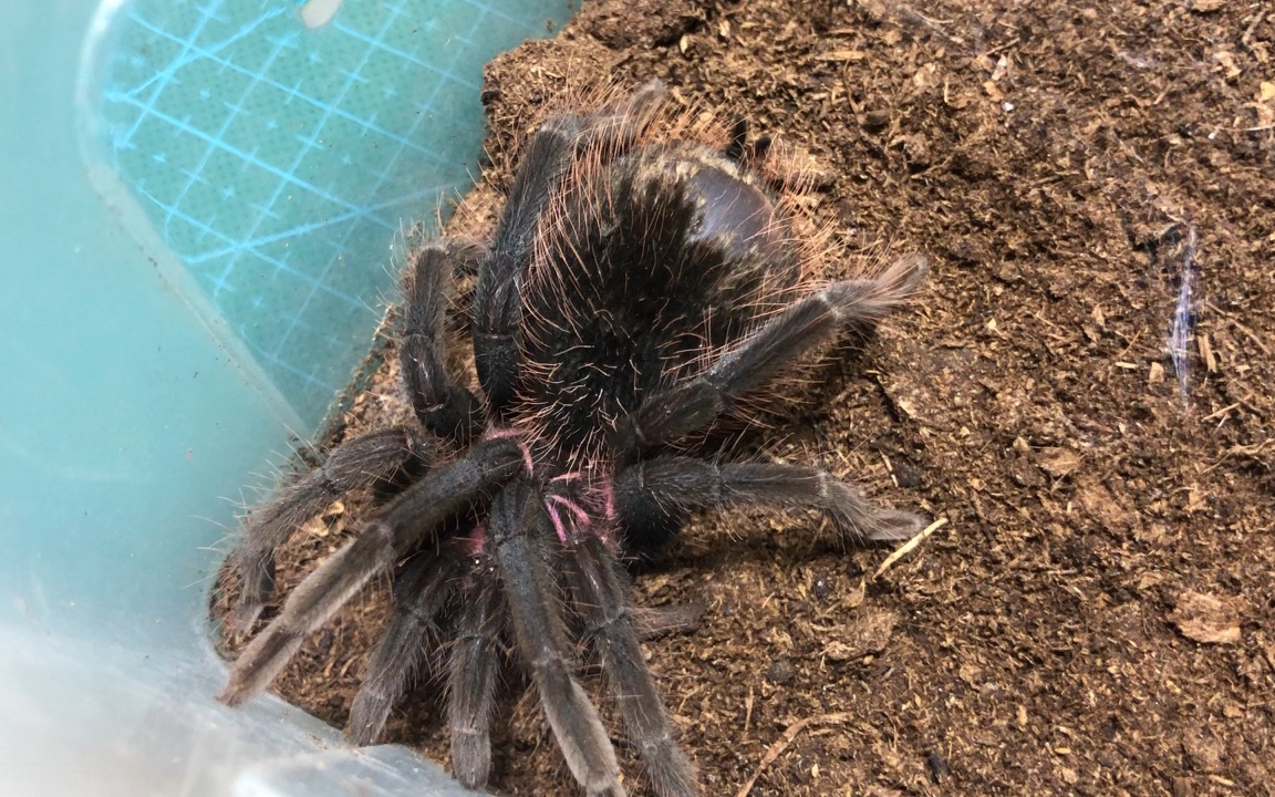 【亚马逊镭射】9龄