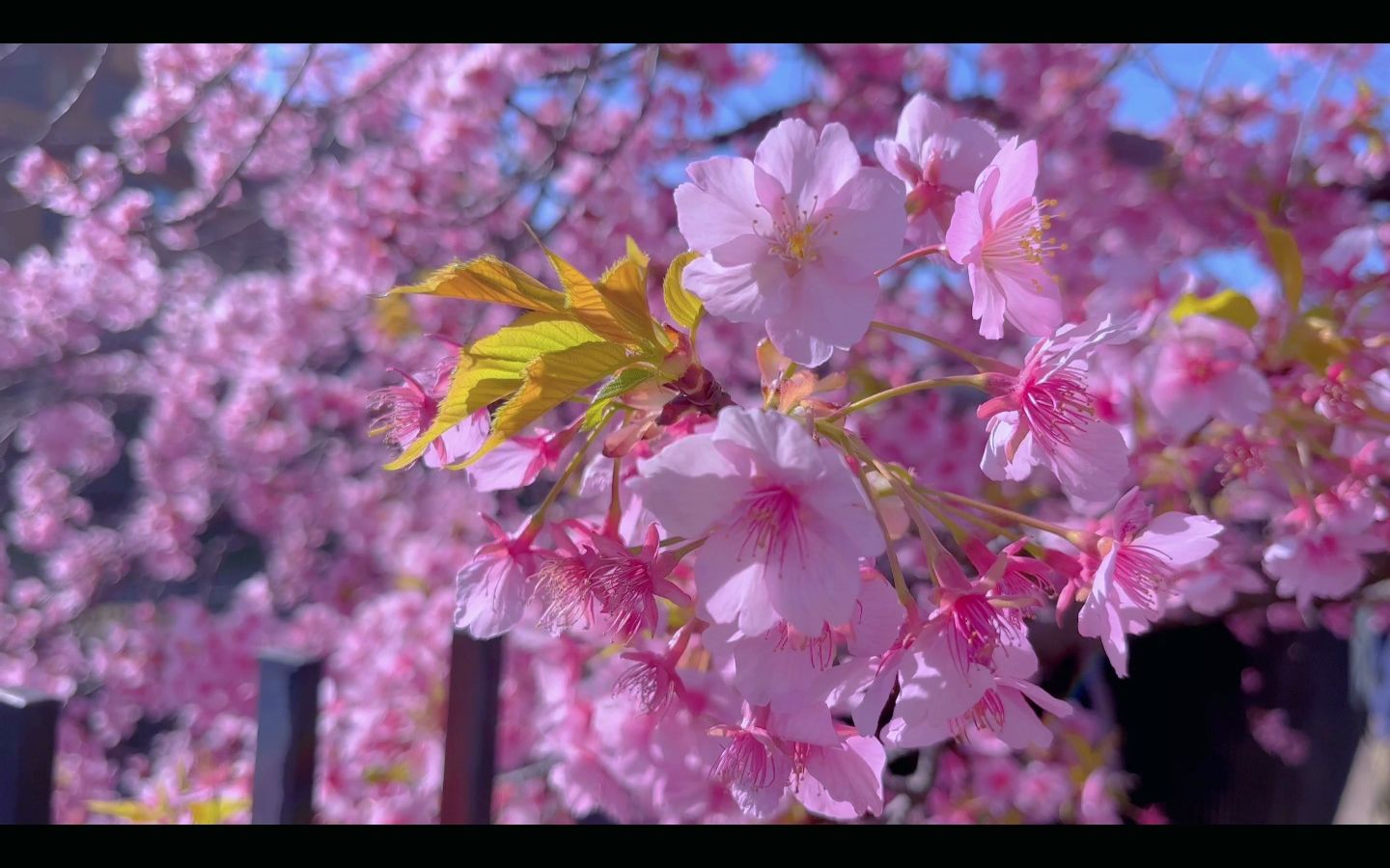 [图]京都淀町的樱花开了，真好看啊...>w<...