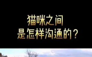 Descargar video: 猫咪之间是怎么沟通交流的？（上）