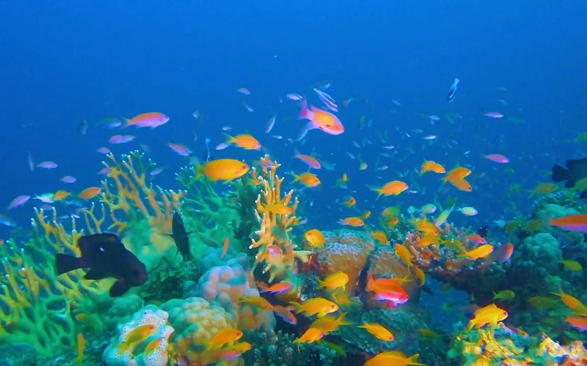 4k红海海底奇观 放松音乐-珊瑚礁.#唐加文