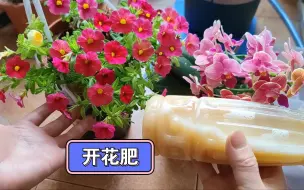 Descargar video: 淘米水里加“两样”东西，就是开花万能肥，制作方法简单，效果好