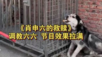 补档.经典老番 -《肖申六的救赎》六六从进入园区，到获得自由全部合集，节目效果拉满