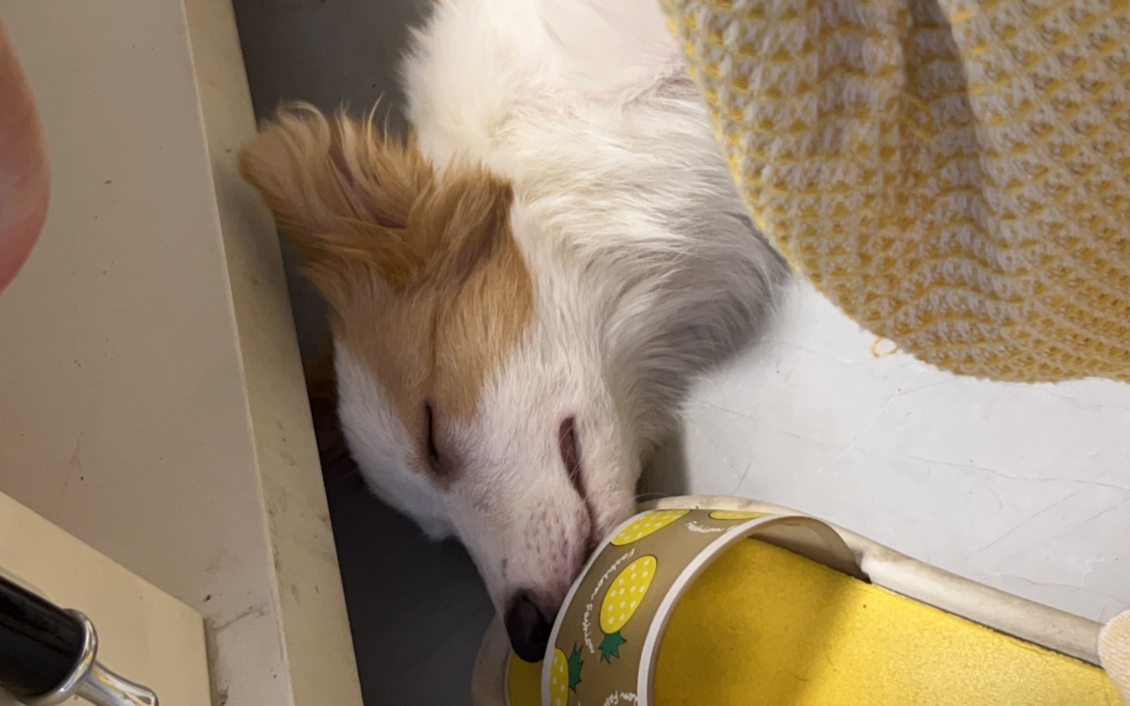 这狗子是要疯了吗