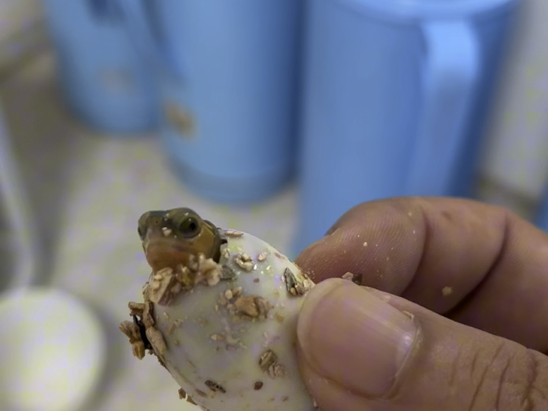 今年的最后两个黄缘蛋也顺利出壳了因为7月底的蛋加上自然孵化,前一段