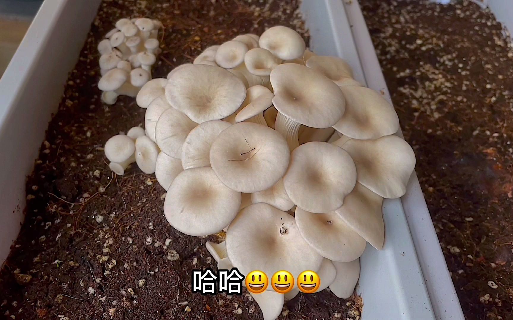 阳台种菜 | 蘑菇篇 | 分享两种在家种蘑菇的方法,蘑菇一茬接一茬的长,能当盆景也能吃哔哩哔哩bilibili