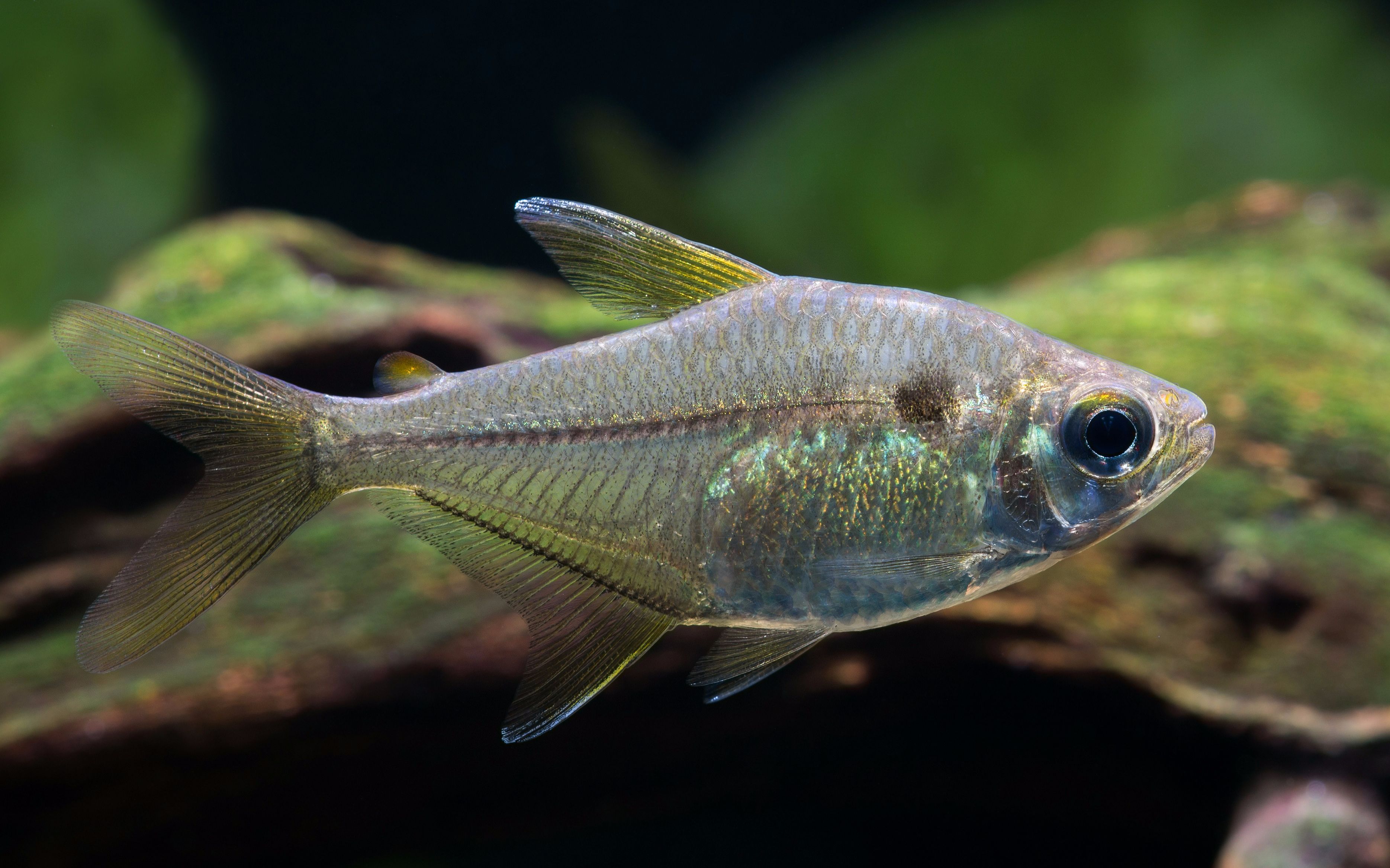 【自家鱼缸】 【灯鱼】 【热带鱼】公主 sp_哔哩哔哩 (゜-゜)つロ