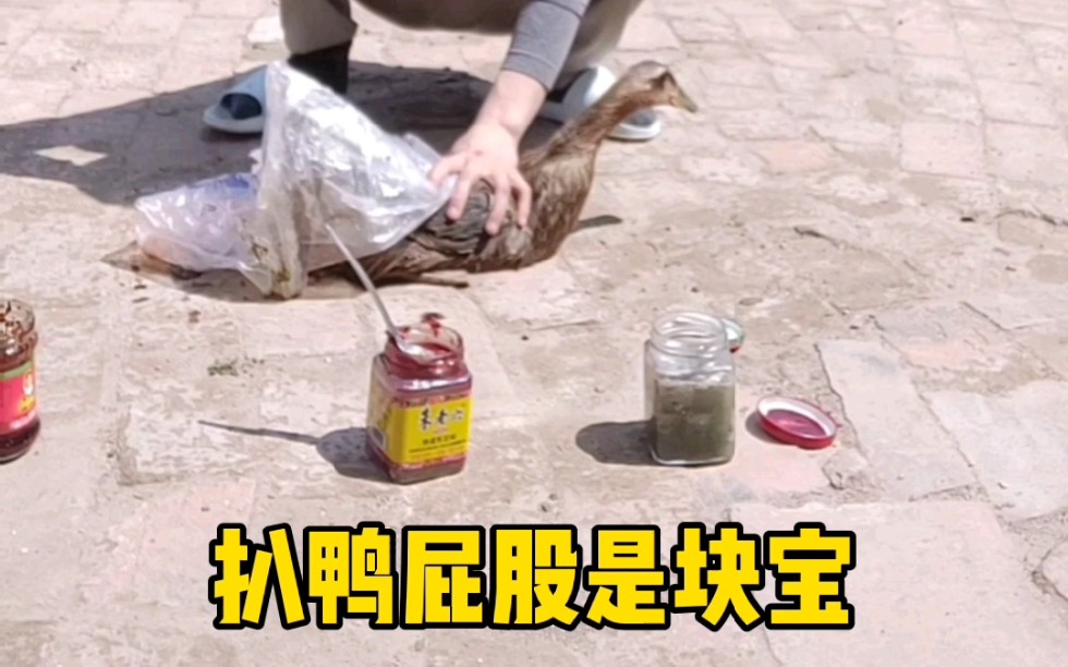 活动作品扒鸭屁股是块宝