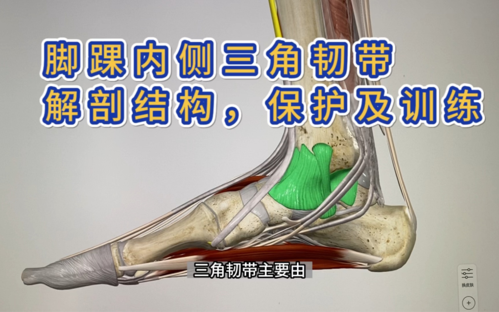 内踝的三角韧带解剖功能以及训练方法,崴脚的一定要看!哔哩哔哩bilibili