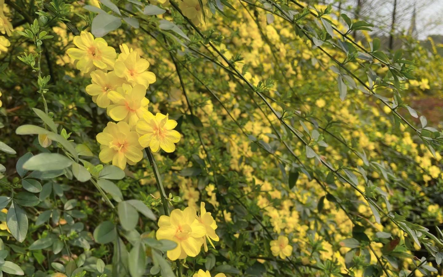 [图]《二月迎春花盛柳，清香满串荡悠悠》当然是迎春花最能代表春天啦～