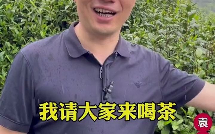 22遇见陕茶遇见你秦岭茶海如哔哩哔哩bilibili