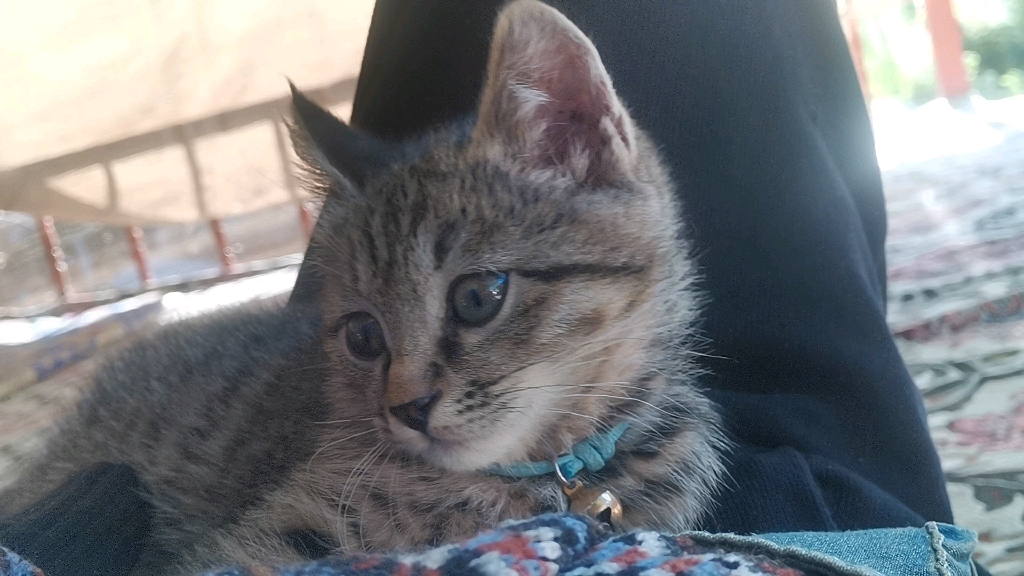 小猫咪就是高冷