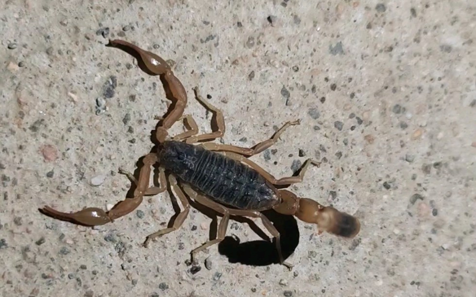 活动  路遇一只很小很小很小很小的小蝎子