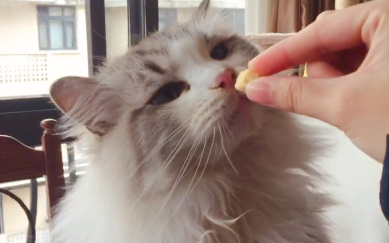 布偶猫小田园日常投食两个吃货