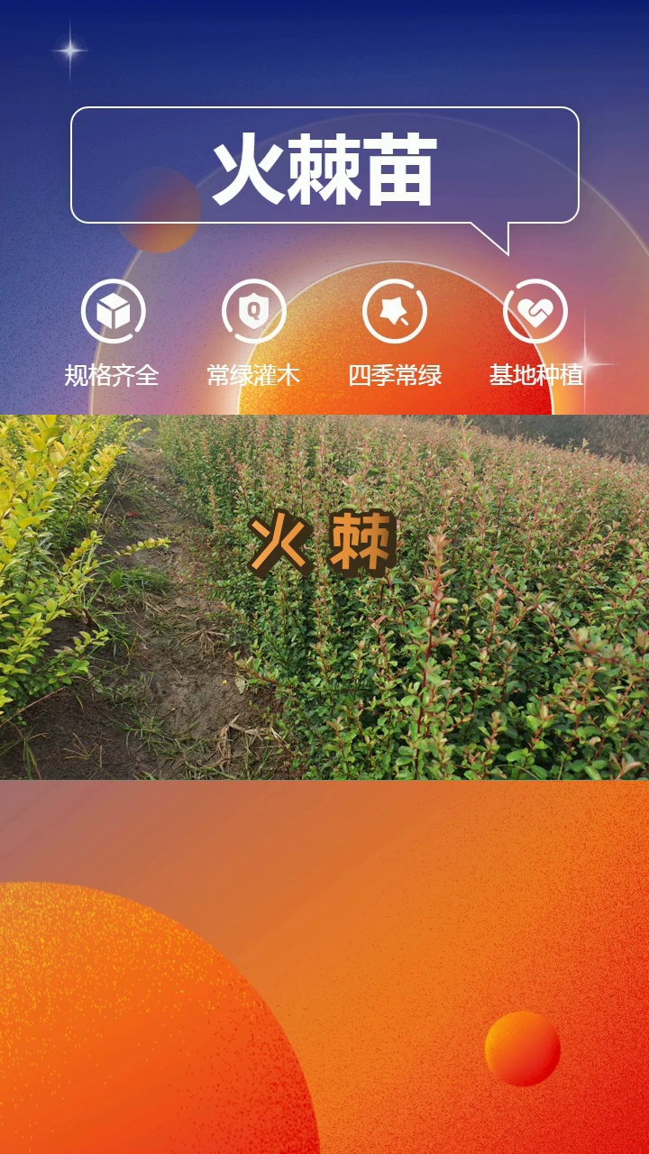 火棘 火棘球 笼子小苗 绿化灌木 #火棘 #辽宁火棘 #辽宁火棘基地