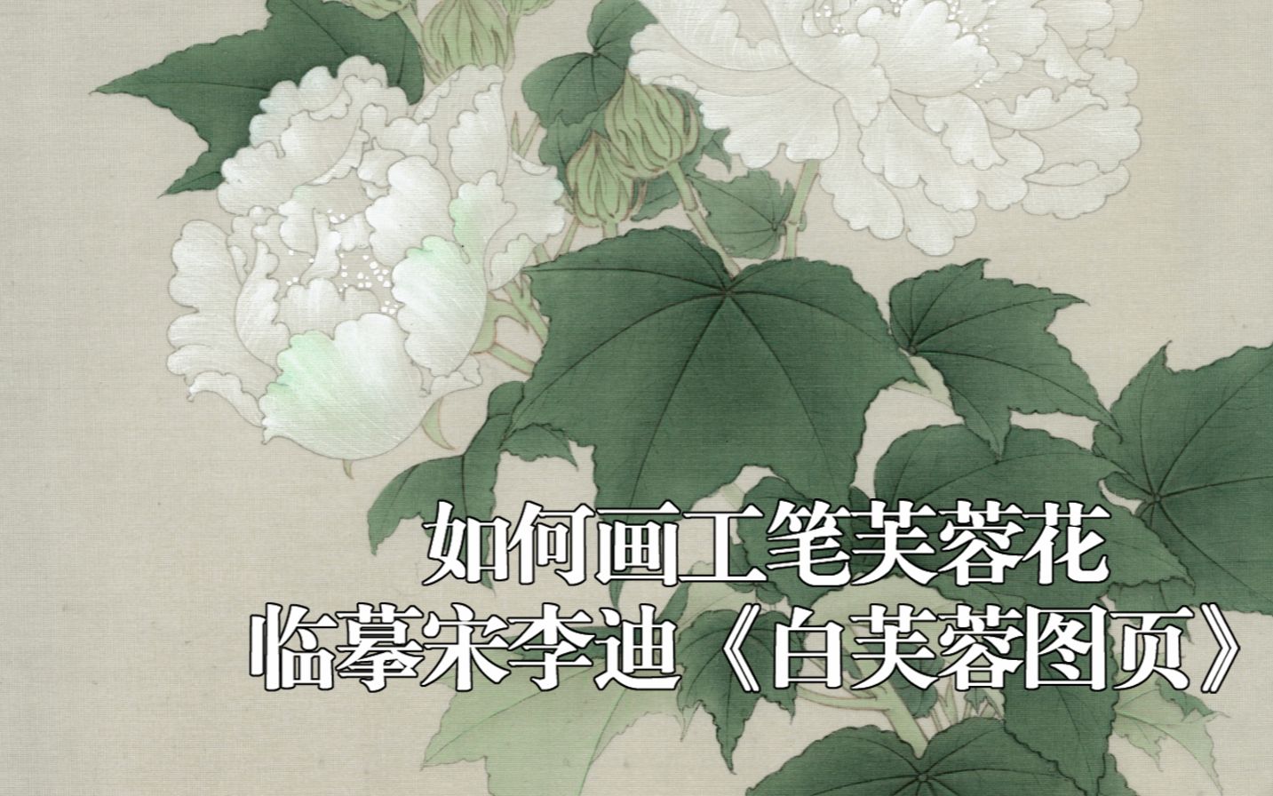 [图]【工笔画】8.临宋 李迪 《白芙蓉图页》：白粉倒染花瓣 （下）