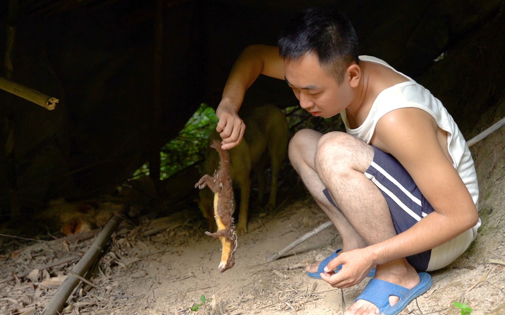 鸡棚中华田园犬狂叫,跑去一看正在抓偷鸡贼,主人这么干对吗