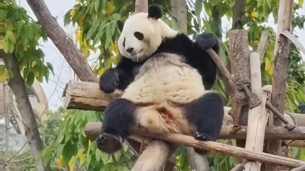 熊猫头表情包流口水图片