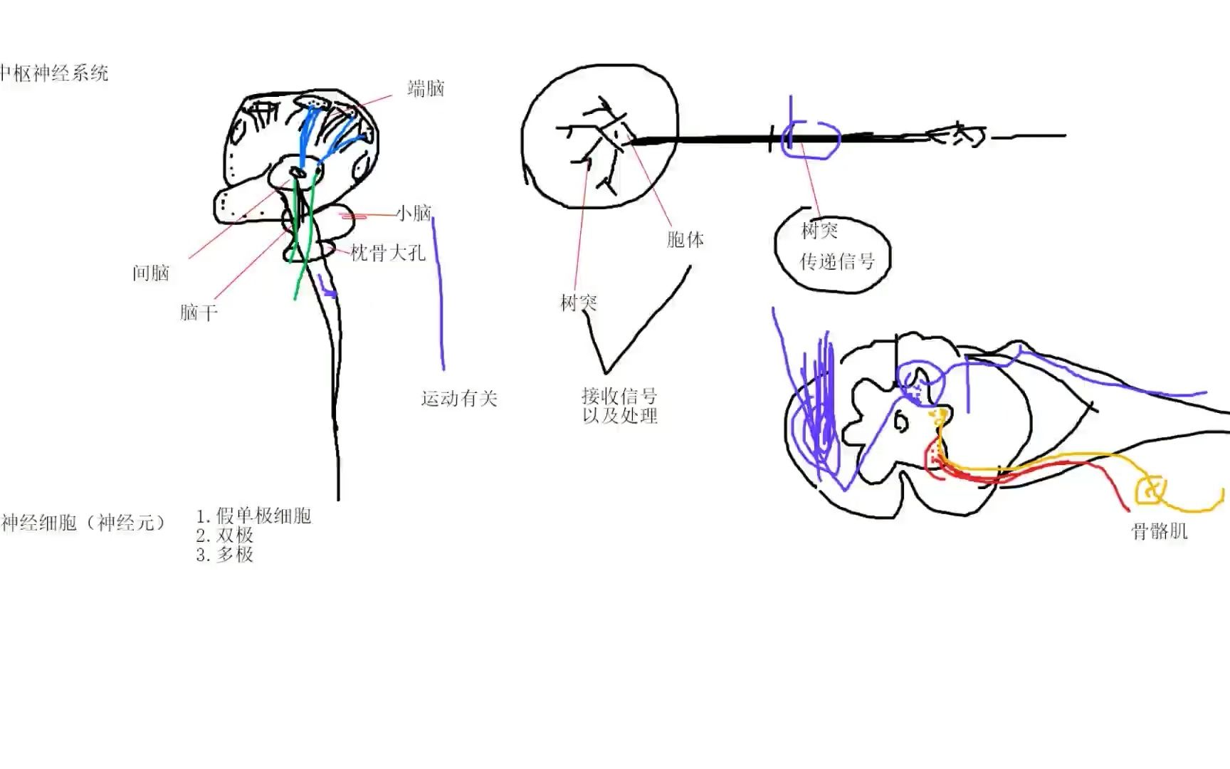 [图]解剖串讲02_中枢系统理论02