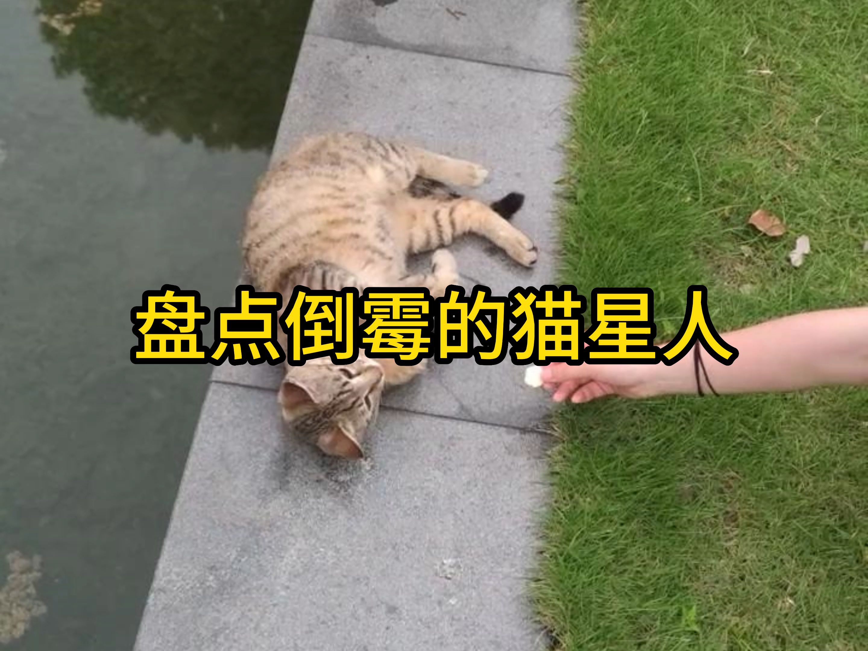 [图]盘点那些倒霉猫星人