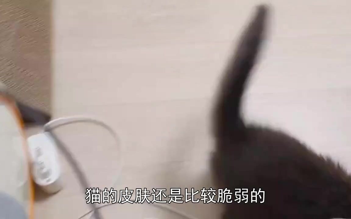 猫癣前期是什么样子啊,猫癣是怎么导致的哔哩哔哩bilibili