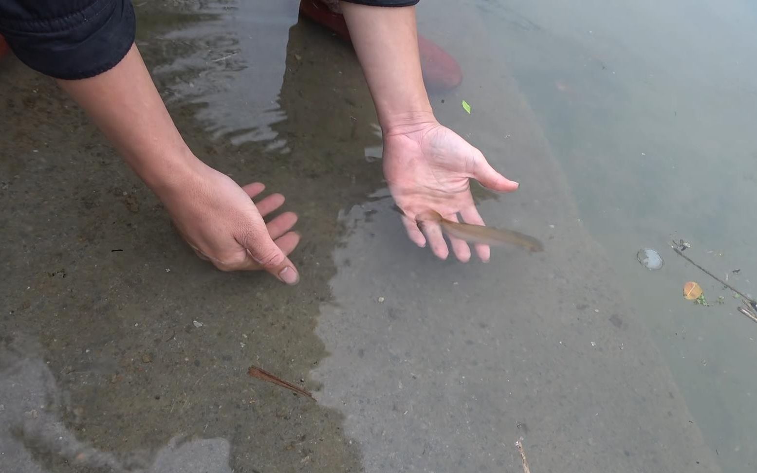 小牧深潭钓到一条土货,黄阴阴的太正了,不过最后小牧还是把它放生了