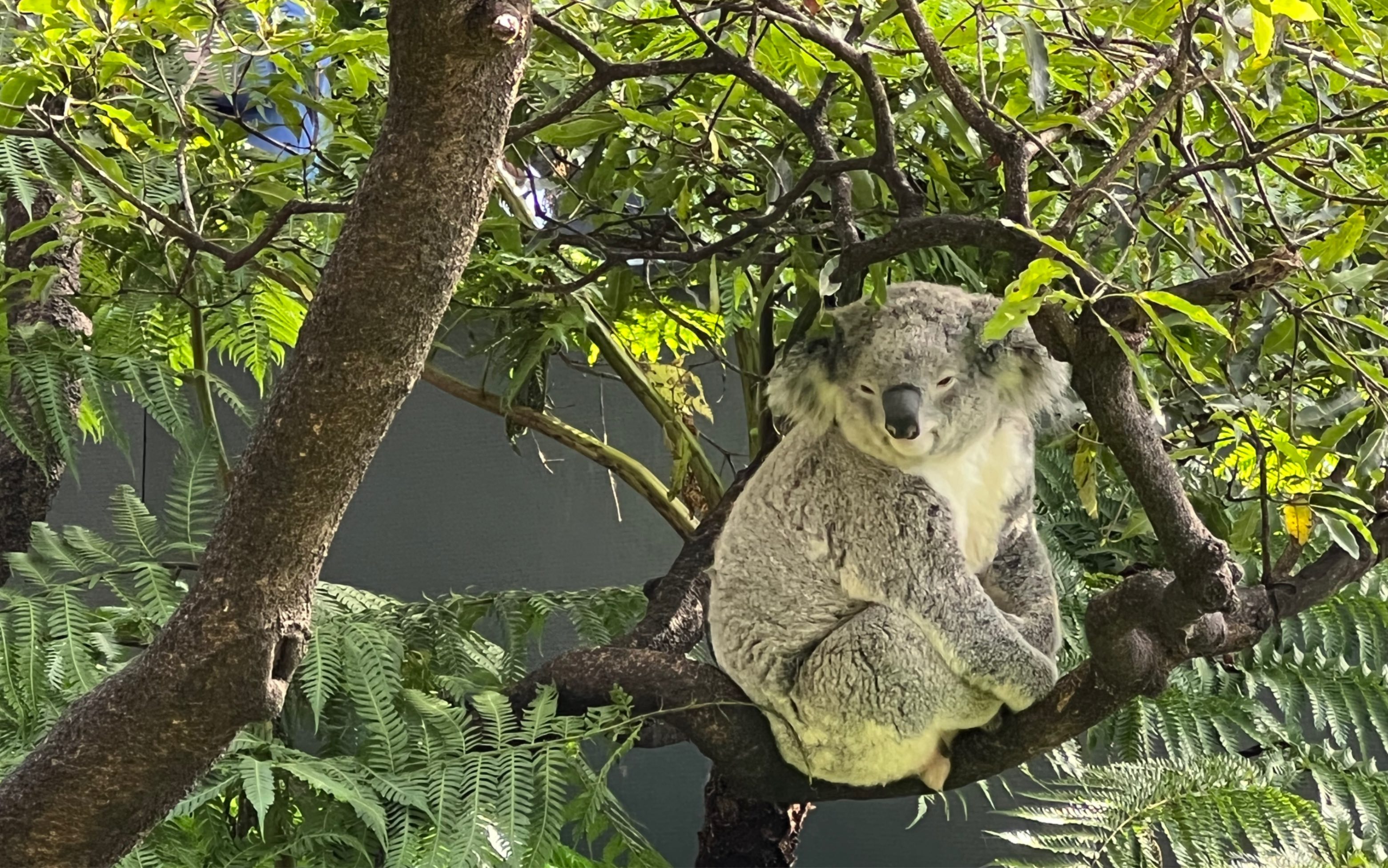 悉尼taronga動物園的考拉