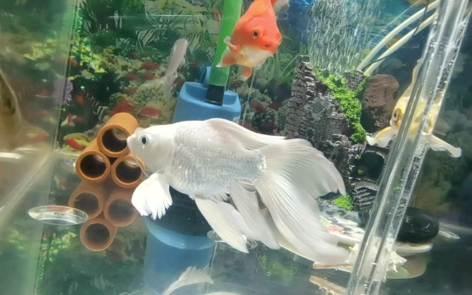 白色球体蝴蝶鲤真是飘逸洒脱,如同水中翩翩起舞的仙子一般!