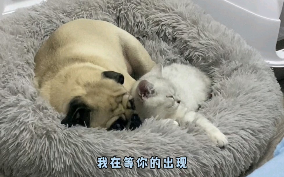 猫咪和狗子的爱情故事哔哩哔哩bilibili