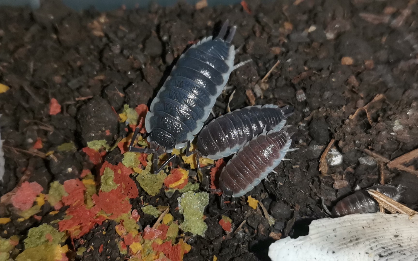 塞维利亚鼠妇干饭