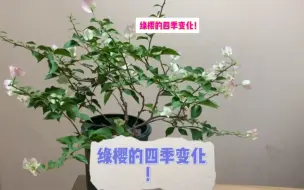 下载视频: 三角梅绿樱，一年四季在我家颜色变化好大！