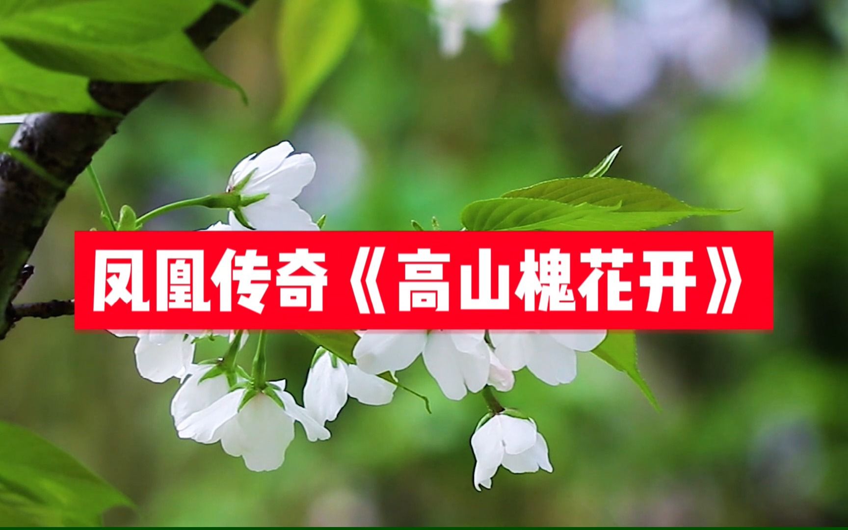 [图]【无损音质】凤凰传奇《高山槐花开》完整版