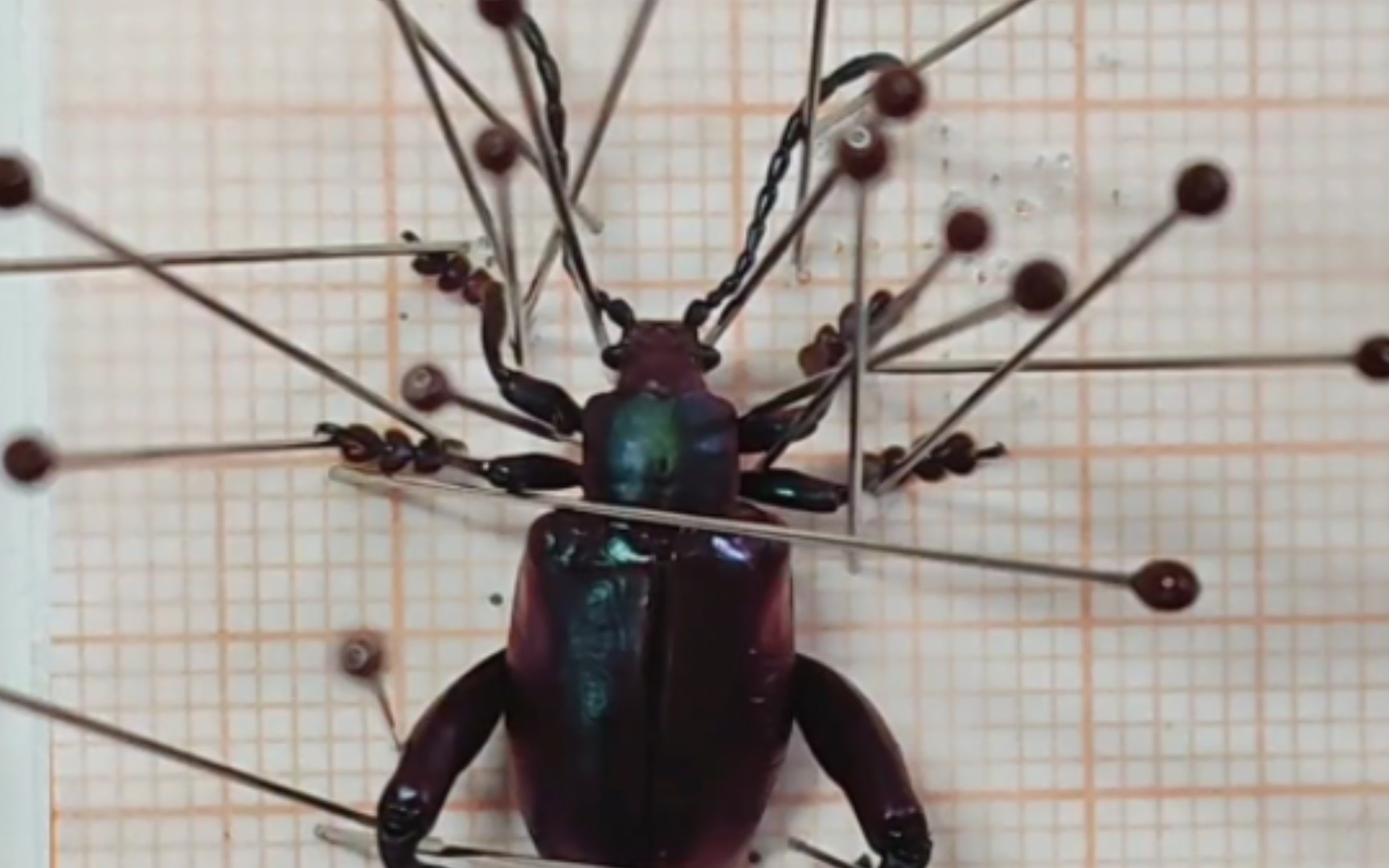 紫茎甲标本整姿