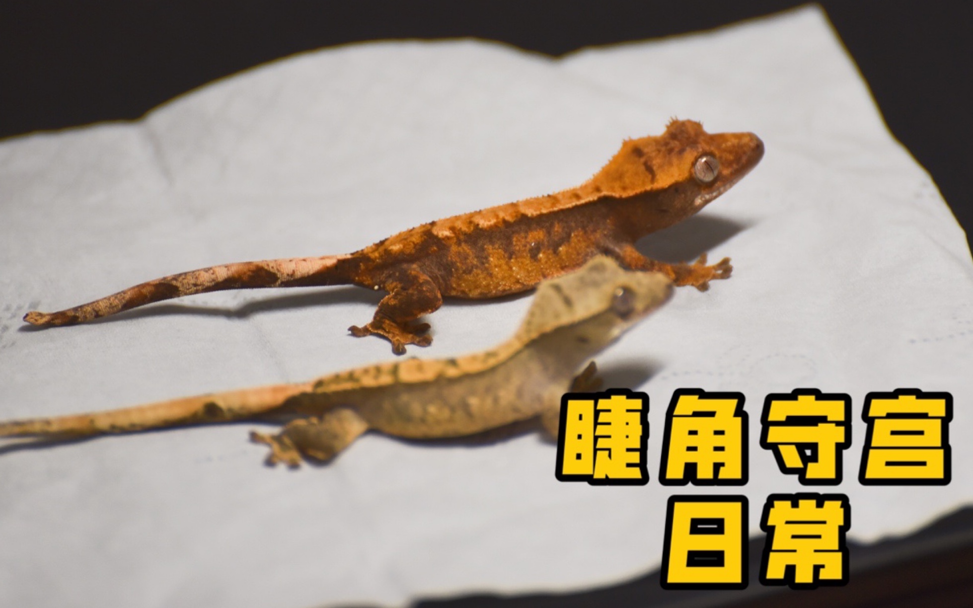 睫角守宫记录几只小睫毛的日常