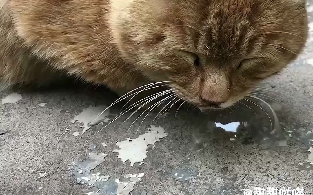 猫:好险,全靠这鼻涕泡撑着,不然我头早掉地上去了!