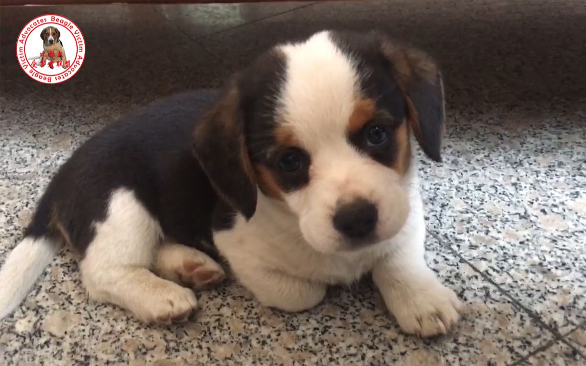 比格犬两个月大的柯基和比格犬混血
