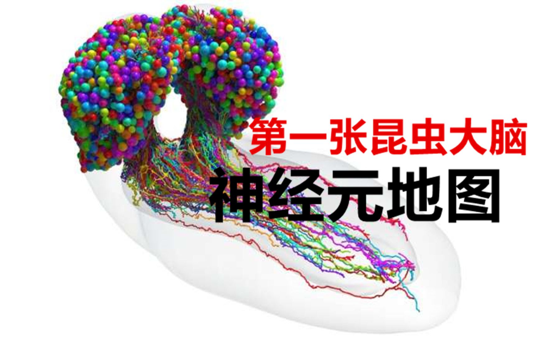 【今日科学】科学家完成了首张昆虫大脑神经元地图哔哩哔哩bilibili