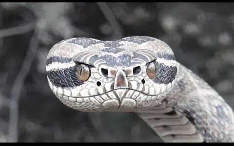 【手杖大爷 #42】响尾蛇缠手杖rattlesnake wrapped walking cane #42