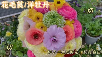 冬季球根栽种之花毛茛 洋牡丹 哔哩哔哩 Bilibili