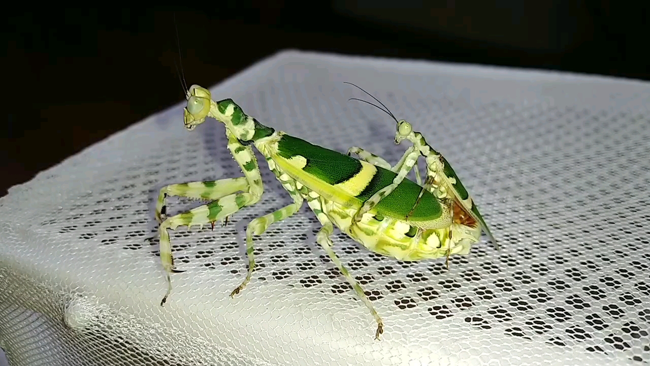 弧纹螳螂完美交配
