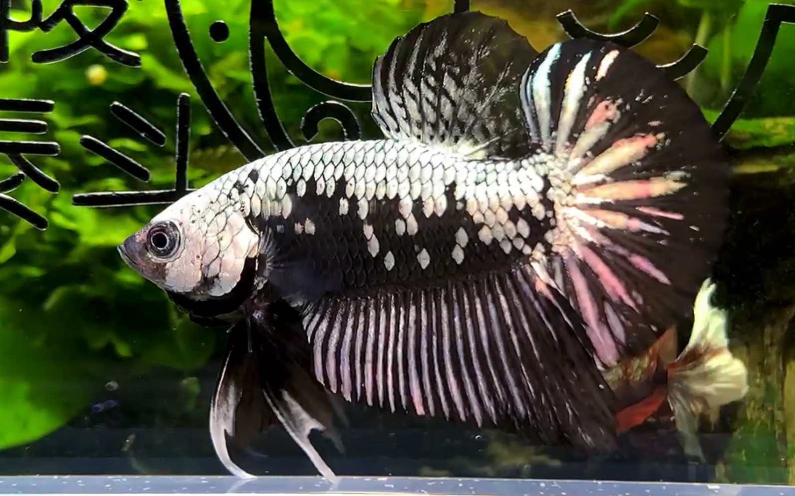 很接近熊猫的一条武士帅气十足泰国斗鱼将军斗鱼