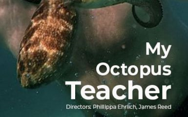 【纪录片】我的章鱼老师My Octopus Teacher(2020)哔哩哔哩bilibili