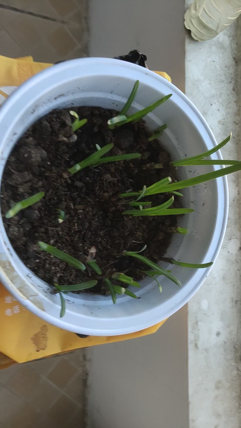 彼岸花成长记录-第五十四天